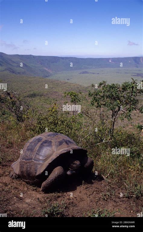 ECUADOR,GALAPAGOS ISLANDS, ISABELA ISLAND, ALCEDO VOLCANO, GALAPAGOS ...