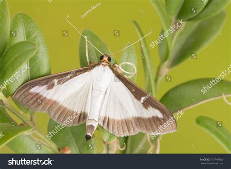 Adult Box Tree Moth Cydalima Perspectalis Stock Photo 710749585