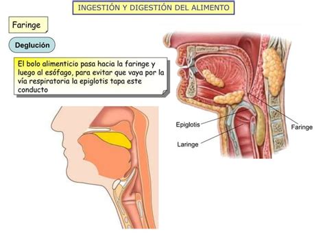 La Nutrici N Humana I Aparatos Digestivo Y Respiratorio Ppt