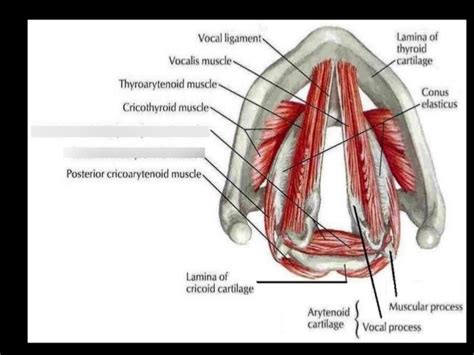 Adductors Anatomy Of Phonation Comd 3100 Diagram Quizlet