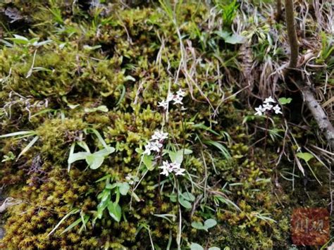 大熊貓國家公園發現蘭科植物新種：臥龍無柱蘭（多圖） 每日頭條