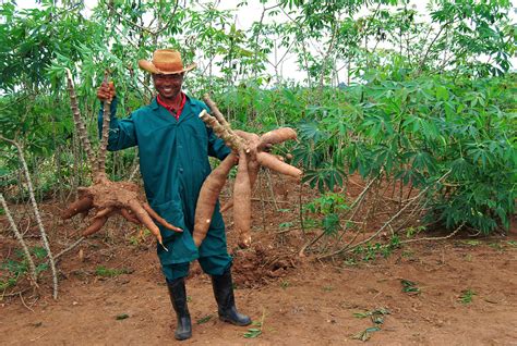 Comparing Vitamin A Cassava Right With Traditional Cassa Flickr