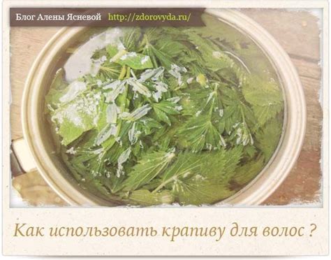Настой крапивы для волос | Волосы, Лечение перхоти, Питание