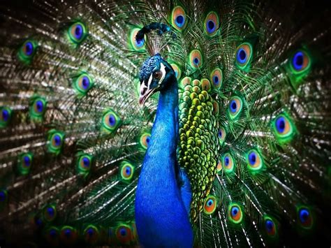 Video Vicious Peacock Bites Man In Nyc New York City Ny Patch