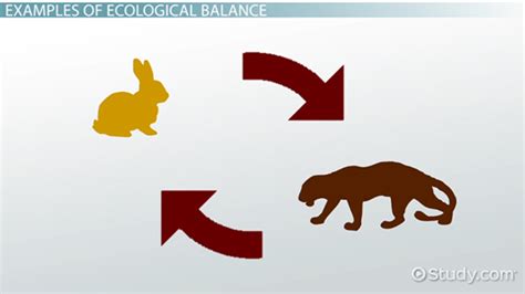 Ecological Balance Definition Importance And Examples Lesson