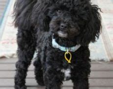 Shih-Poo (Shih Tzu-Poodle Mix) Facts, Temperament, Training, Diet ...