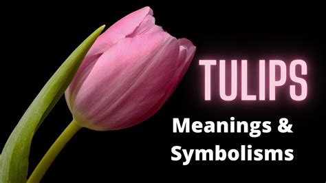 Tulip Flower Meaning Symbolism Best Flower Site