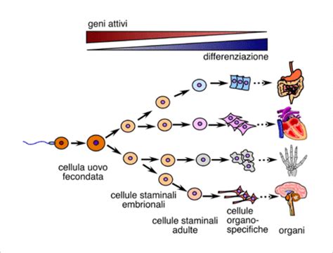 Che Cosa Sono Le Cellule Staminali La Gravidanza