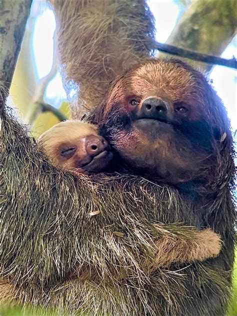 Threats to Sloths and their Jungle Home - The Sloth Conservation Foundation