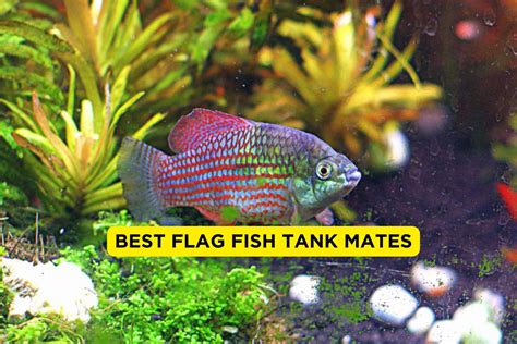 11 Best Flag Fish Tank Mates 2024 (With Pictures) | FishTrivia