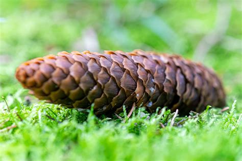 mengetuk lumut lantai hutan foto gratis  pixabay pixabay