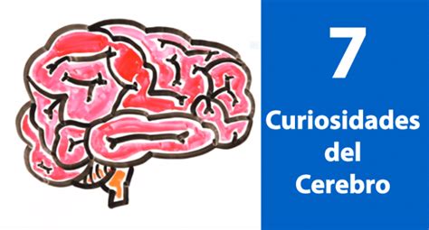 7 datos curiosos sobre el cerebro Insight Psicología