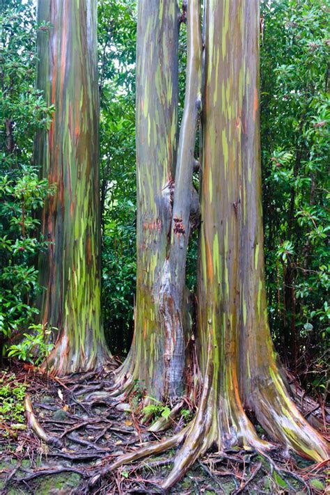 1000+ images about Rainbow Eucalyptus Trees. on Pinterest