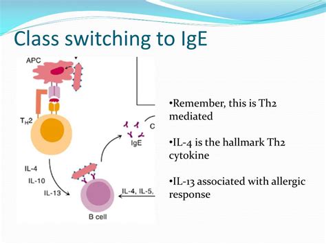 Ppt Ige Hypersensitivity Powerpoint Presentation Free Download Id