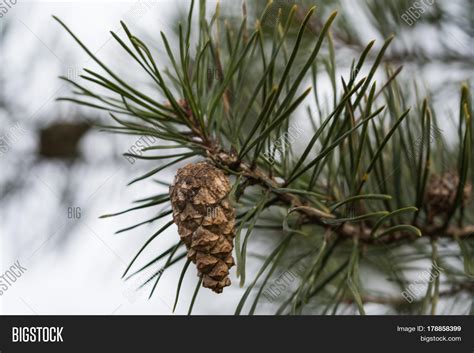 Growing A Pine Cone Into A Tree Inside