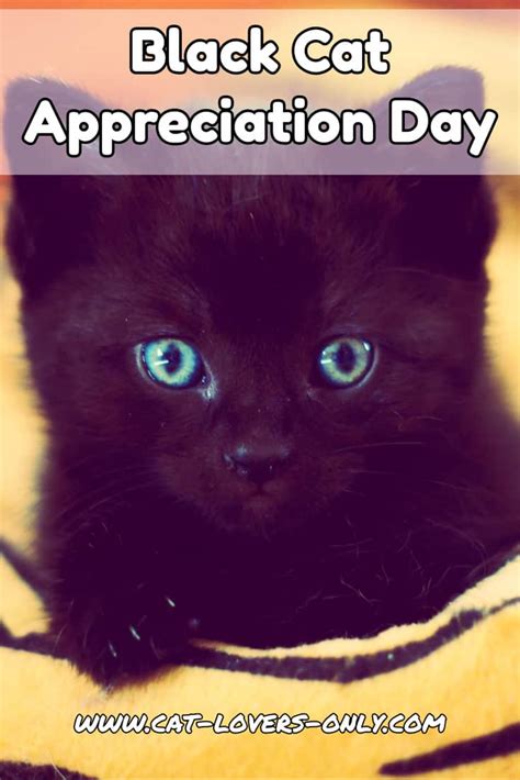 Black Cat Appreciation Day