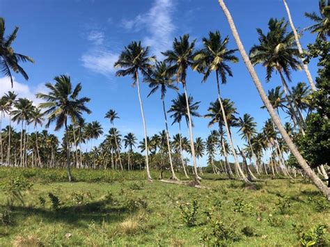 Vende Se Magn Fica Fazenda Em Ilha Na Bahia Terrenos S Tios E