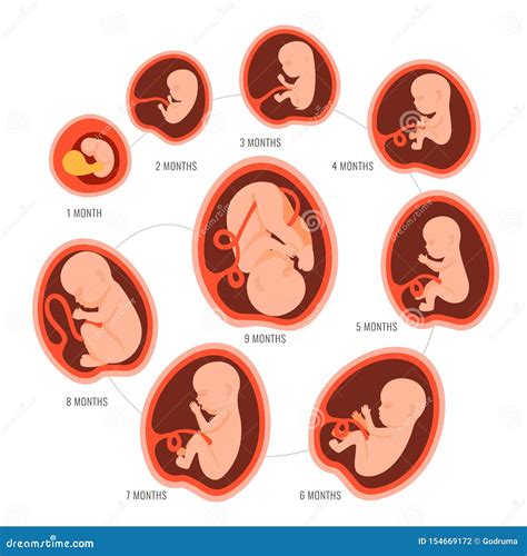 Desarrollo Fetal Del Feto Del Embarazo El Crecimiento Embrionario De La Etapa Del Mes Mes A Mes