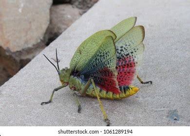 27,230 Grasshopper wings Images, Stock Photos & Vectors | Shutterstock