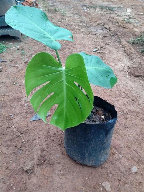 Muda de Costela de Adão Monstera Deliciosa Plantas Dona Euzébia