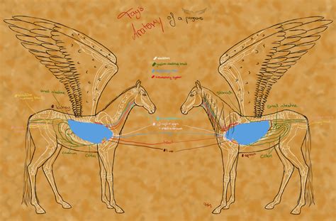 Pegasus Anatomy Situs By Death Of Fantasy On Deviantart