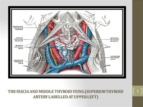 SOLUTION: Anatomy superior thyroid artery presentation - Studypool