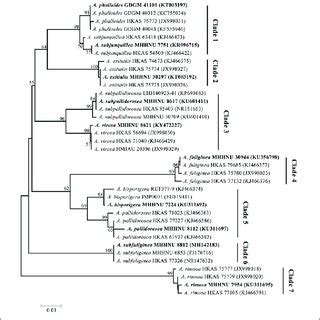 Phylogenetic Tree Generated From Maximum Likelihood Analysis Based On