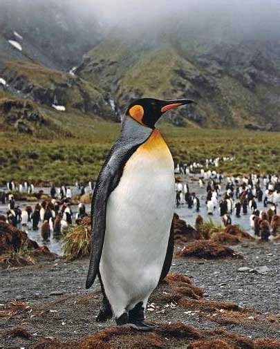 Penguins Largest Group Of Flightless Birds Animal Pictures And