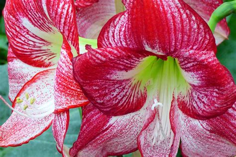 17 of the Best Amaryllis Varieties | Gardener’s Path