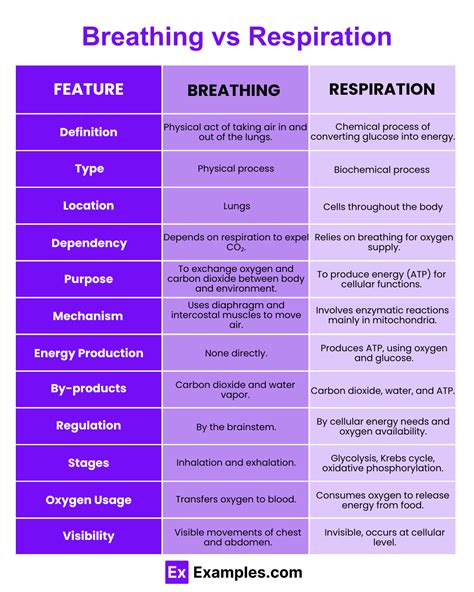 Breathing Vs Respiration Differences Explained With Examples