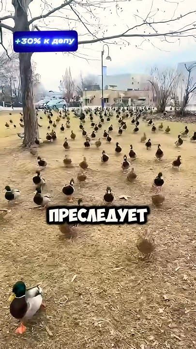 Утки Преследуют Девушку 😅 - YouTube