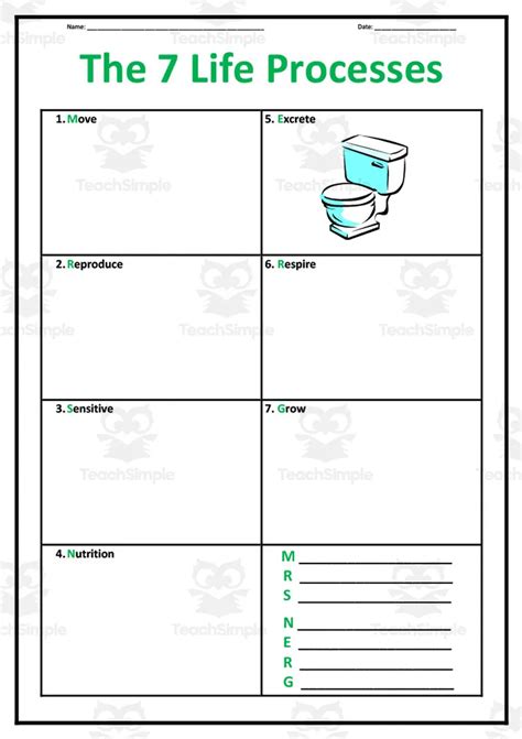 The 7 Life Processes Worksheet Set by Teach Simple