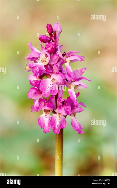 Orchis Mascula Known As Early Purple Orchid Blue Butcher Orchid