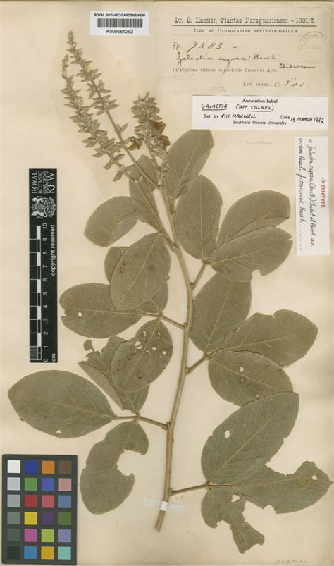 Cerradicola Elliptica Desv L P Queiroz Plants Of The World Online