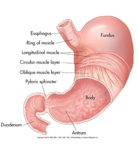 Gi Tract Flashcards Quizlet