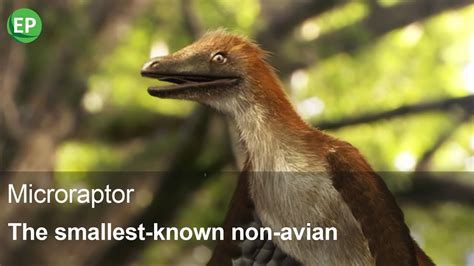 Microraptor The Smallest Known Non Avian Dinosaurs History Of Life