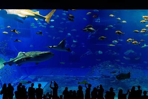 L Aqu Rium Barcelona Das Gr Te Aquarium In Europa