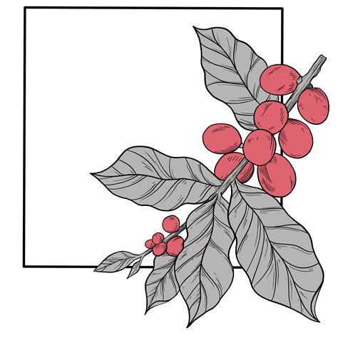 Coffee plant border and frame illustration 38057409 PNG