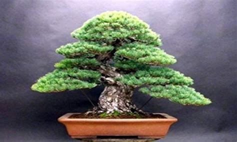 White Spruce Bonsai Seed – 20+ Seeds – Highly Prized White Spruce ...