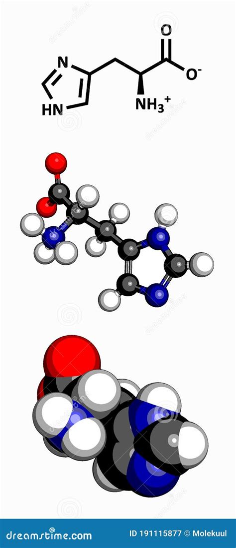 Histidine L Histidine His H Amino Acid Molecule Stock Vector