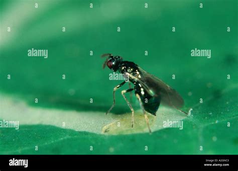 Adult Parasitoid Wasp Diglyphus Isaea Ovipositing Beside Leafminer Larva Biological Control