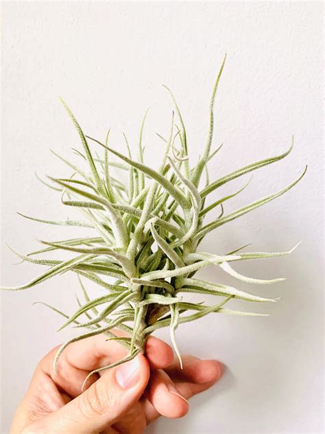 Tillandsias Les Plantes Qui Poussent Sans Terre Je Jardine