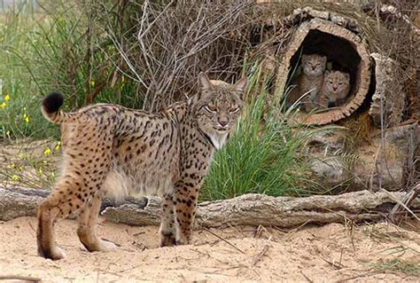 Fotos Fotos Nuevos Cachorritos De Lince Ib Rico En Do Ana Im Genes