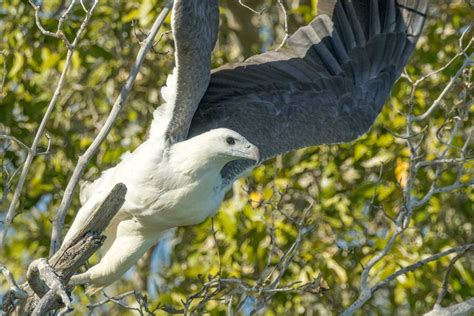 White Bellied Sea Eagle In Australia 24736695 Stock Photo At Vecteezy