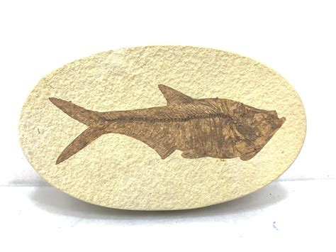 Lot - (2) Prehistoric Fish Fossils Specimens