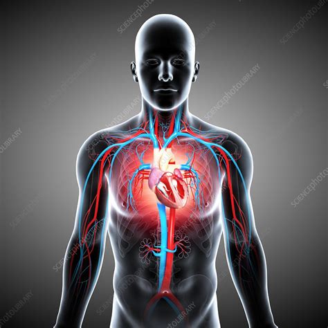 Male Cardiovascular System Artwork Stock Image F006 1180 Science