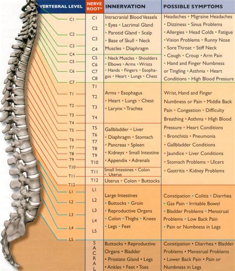 Medical Student Cheater: Deep Tendon Reflex