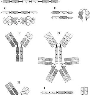 Schematic representation of bispecific antibody formats. A: BiTE ...