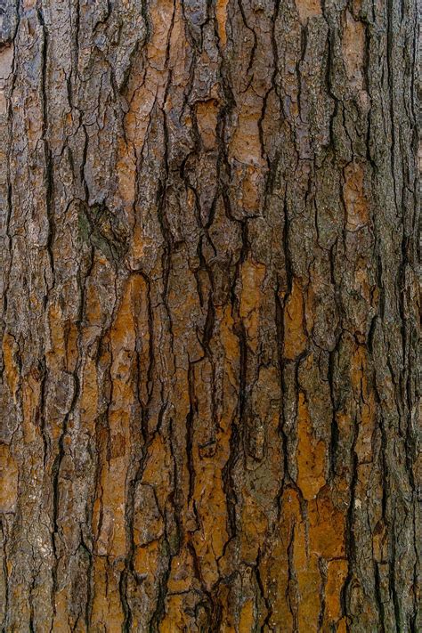 Un Primer Plano Del Tronco De Un árbol Con La Textura De La Corteza