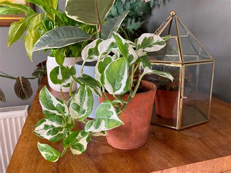 Las Mejores Plantas Trepadoras Para Decorar Tu Hogar El Diario De